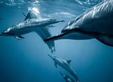 山东男篮社媒分享训练日常：今天也是大胆去冲的一天